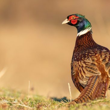 Wild en gevogelte