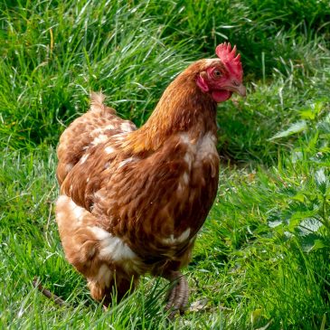 Poulet Pur