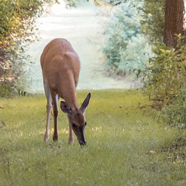 Ontdek ons wildassortiment